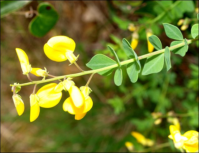 Cytisophyllum sessilifolium 5