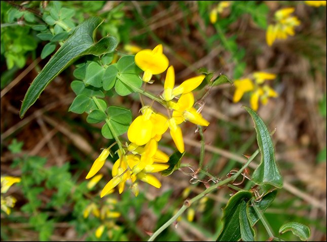 Cytisophyllum sessilifolium 6