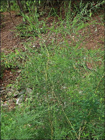 Cytisus scoparius 1
