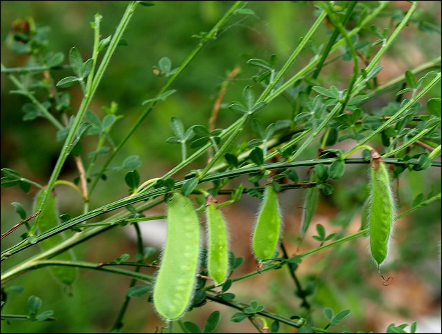 Cytisus scoparius 10