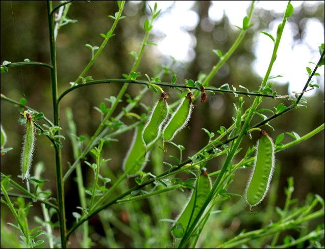 Cytisus scoparius 11