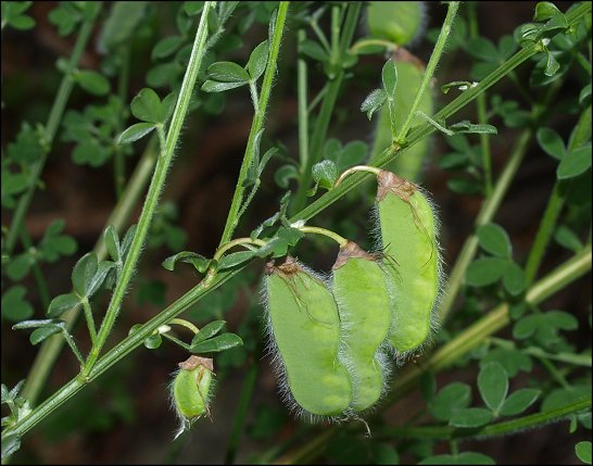 Cytisus scoparius 12