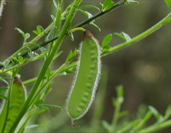Cytisus scoparius 13