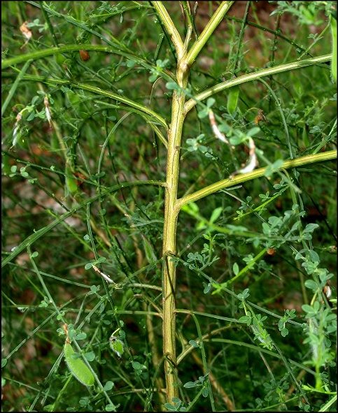 Cytisus scoparius 2