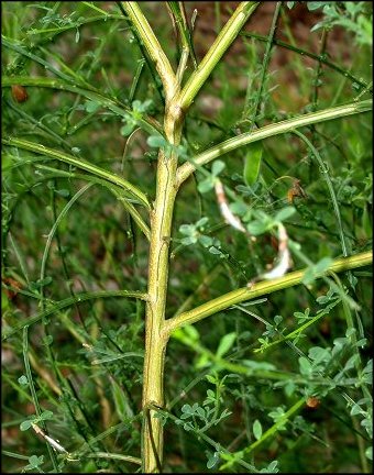 Cytisus scoparius 3
