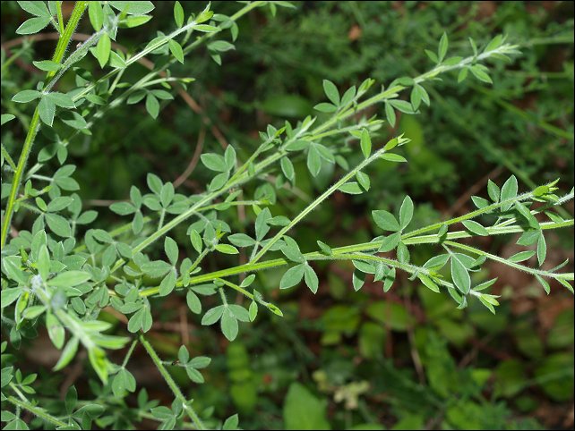 Cytisus scoparius 4