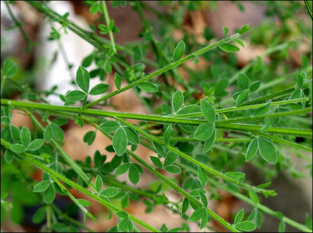 Cytisus scoparius 5