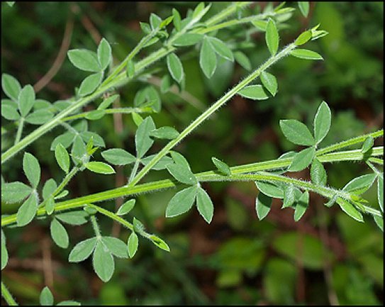 Cytisus scoparius 7