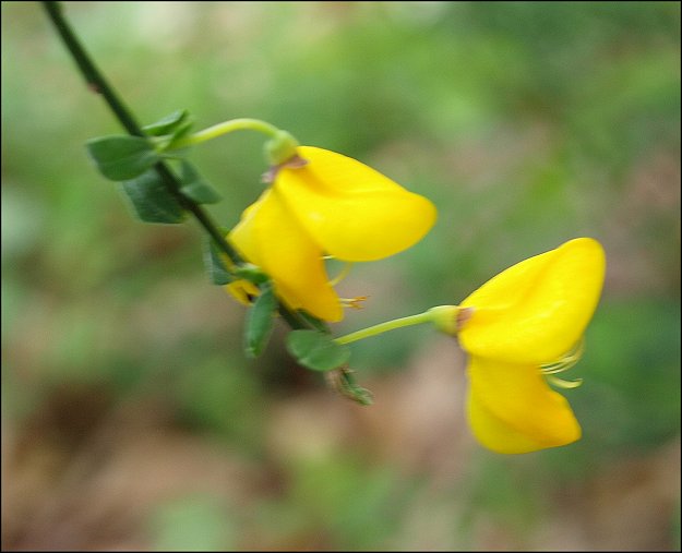 Cytisus scoparius 8