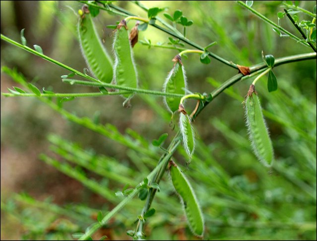 Cytisus scoparius 9