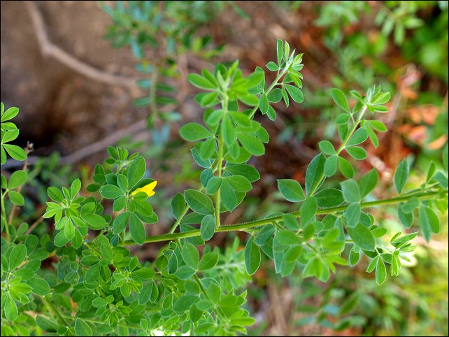 Cytisus villosus 1