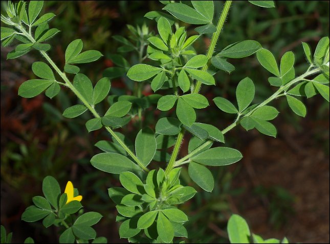 Cytisus villosus 2