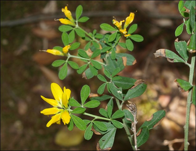 Cytisus villosus 3