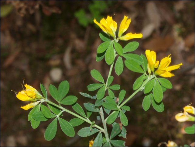 Cytisus villosus 4