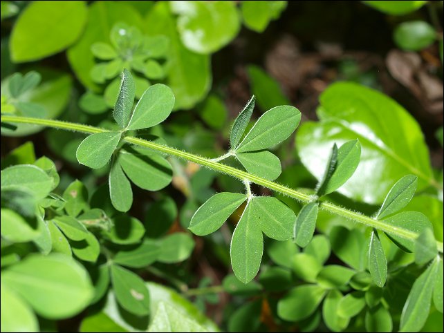 Cytisus villosus 5