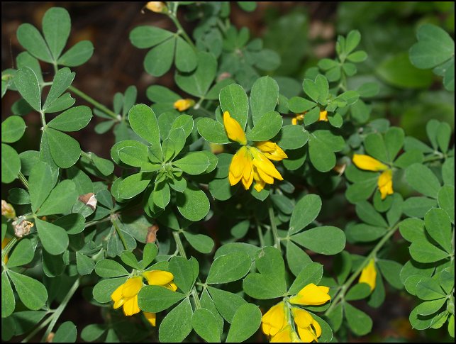 Cytisus villosus 6