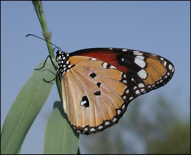 Danaus chrysippus 11