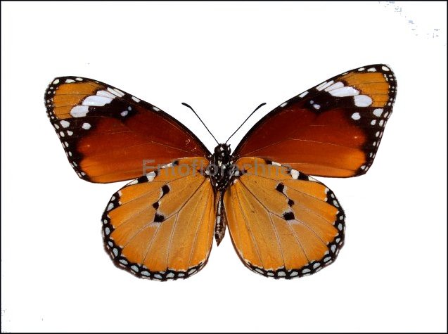 Danaus chrysippus 20
