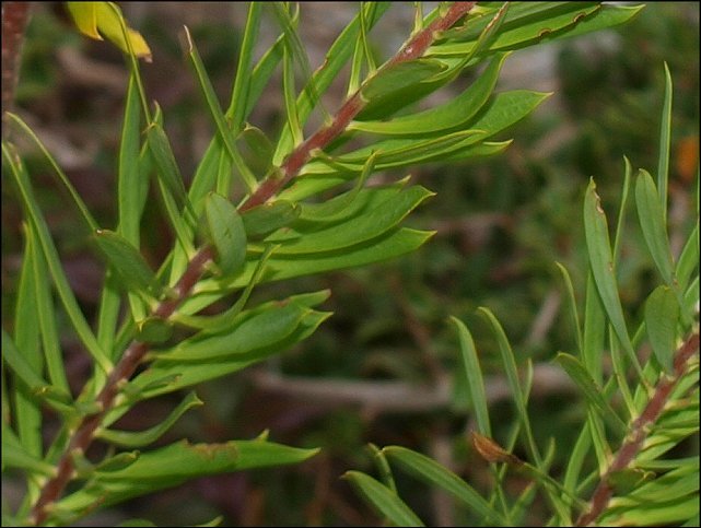 Daphne gnidium 5
