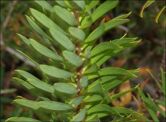 Daphne gnidium 6