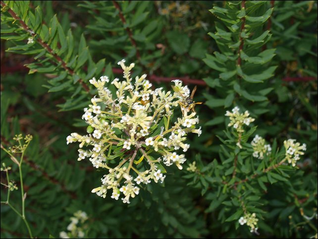 Daphne gnidium 8