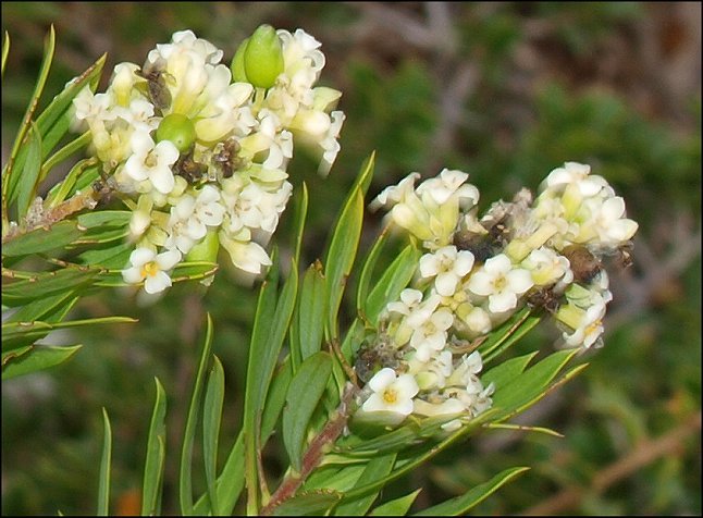 Daphne gnidium 9 a