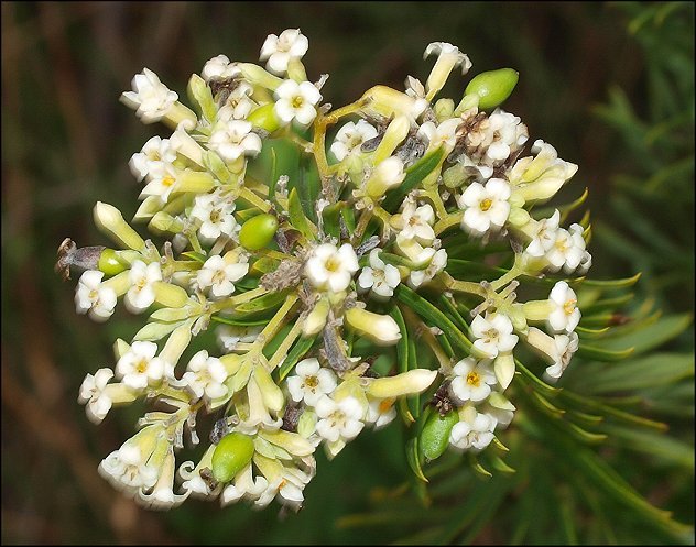 Daphne gnidium 9 b