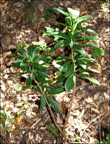 Daphne laureola 1