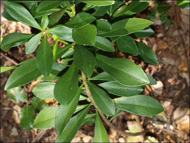 Daphne laureola 3