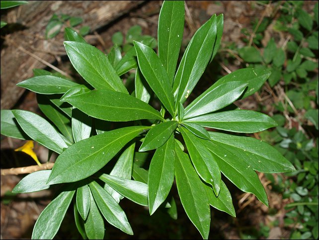 Daphne laureola 4