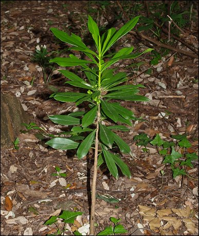 Daphne laureola 5
