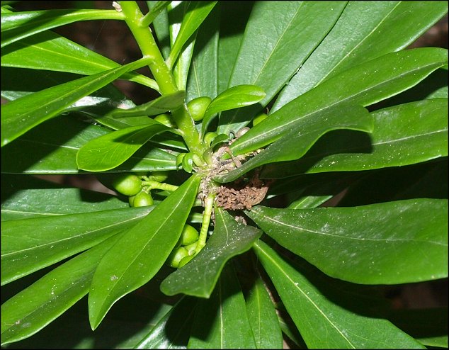 Daphne laureola 6