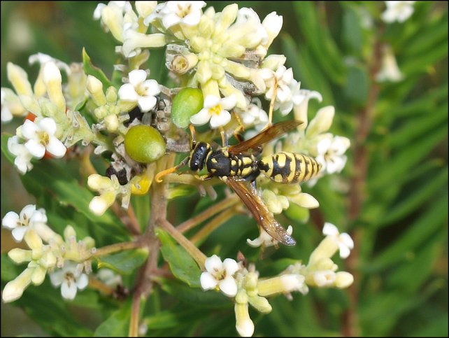 Daphne, Polistes