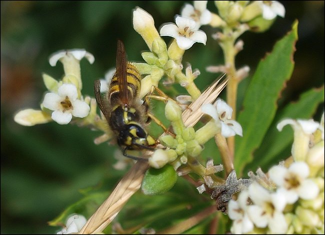 Daphne, Vespula