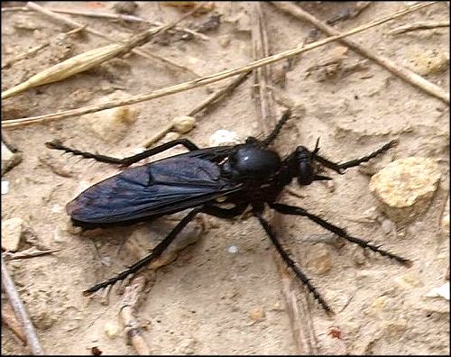 Dasypogon diadema 1