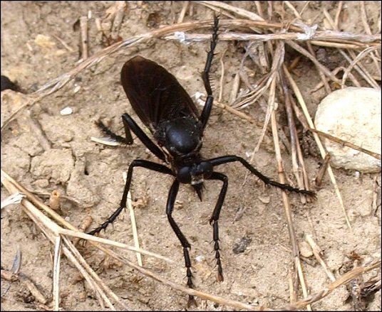 Dasypogon diadema 2