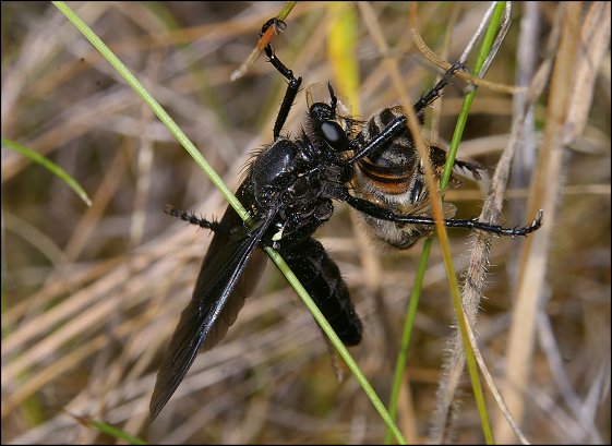 Dasypogon diadema 3