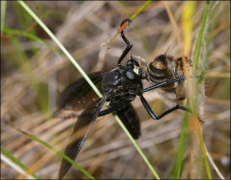 Dasypogon diadema 4