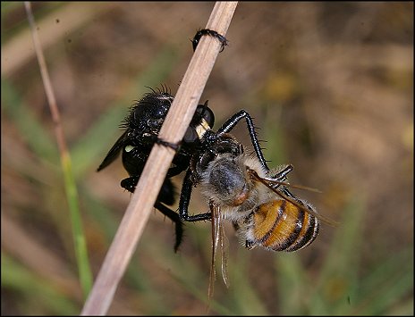 Dasypogon diadema 5