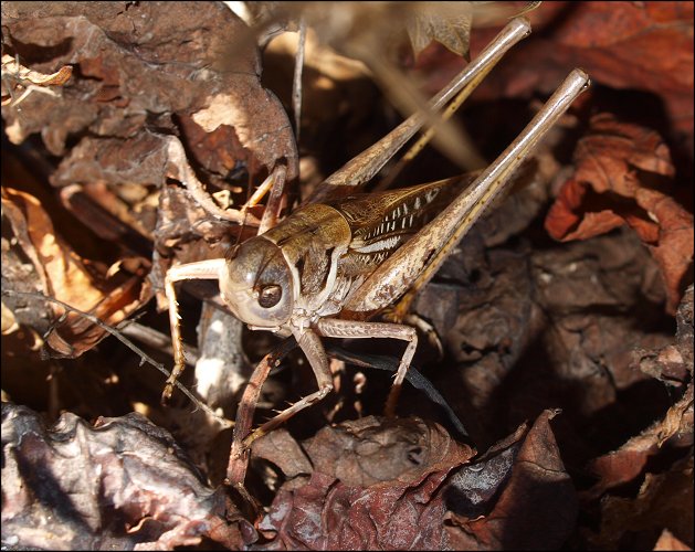 Decticus albifrons 10