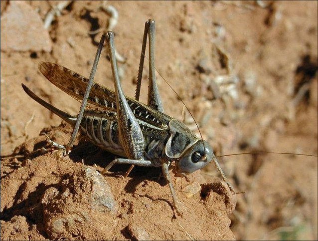 Decticus albifrons 2