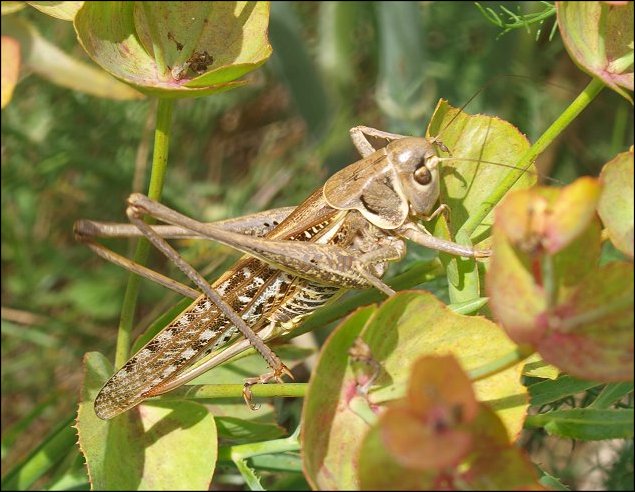 Decticus albifrons 3