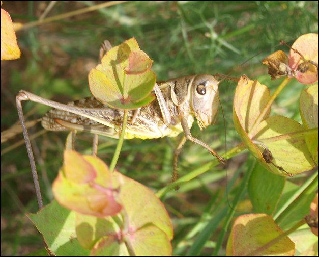 Decticus albifrons 4