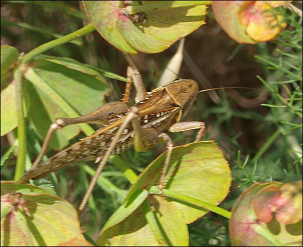 Decticus albifrons 5