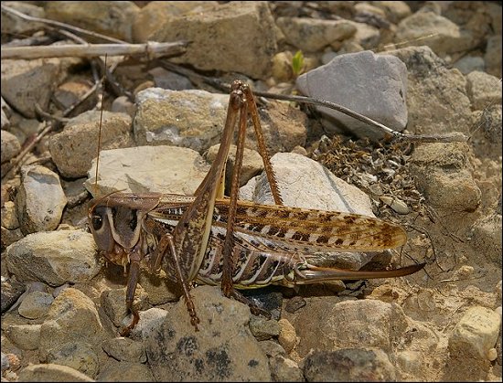 Decticus albifrons 6
