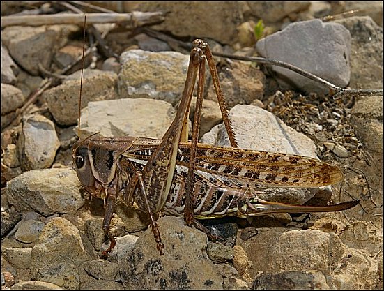 Decticus albifrons 7