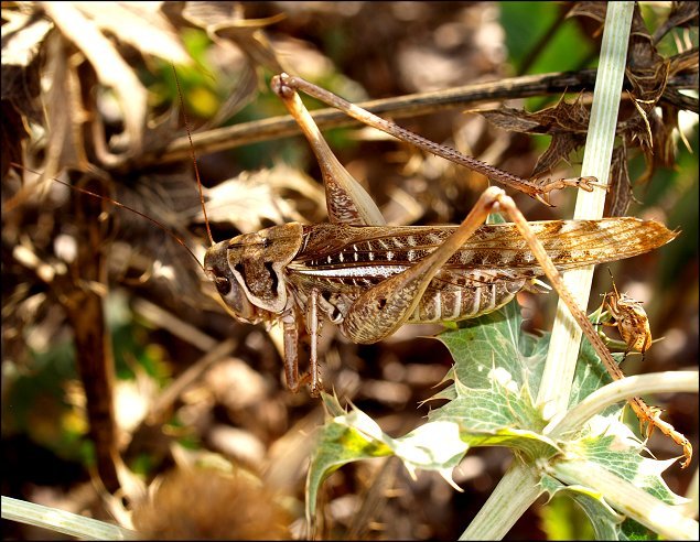 DEcticus albifrons 8