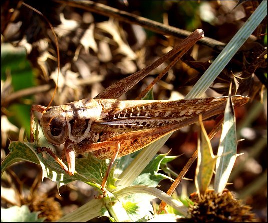 Decticus albifrons 9