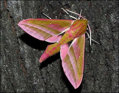 Deilephila elpenor 1
