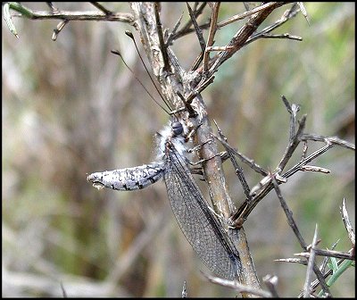 Deleproctophylle